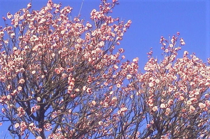 No.5173-1 地震前兆