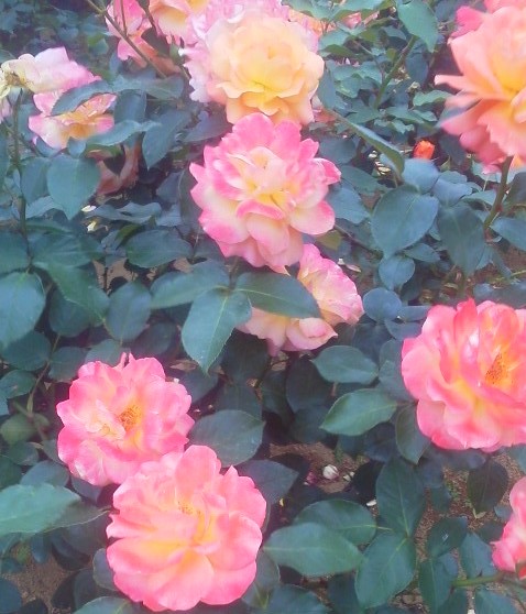 No.5854-1 地震前兆